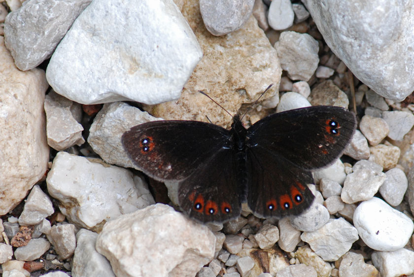 Erebia da identificare